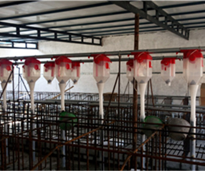 杭州养猪自动化料线